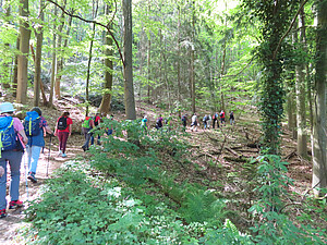 Landeswandertag 2026 in Bühl: Symbolbild Wandergruppe im Wald