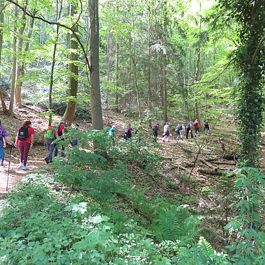Landeswandertag 2026 in Bühl: Symbolbild Wandergruppe im Wald