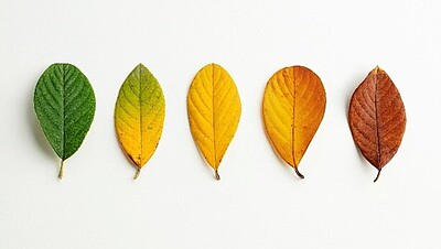 Symbolbild bunte Blätter