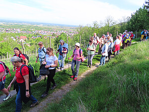 Landeswandertag 2026 in Bühl: Symbolbild Wandergruppe auf Wiesenweg